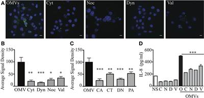 Helicobacter pylori Outer Membrane Vesicle Size Determines Their Mechanisms of Host Cell Entry and Protein Content